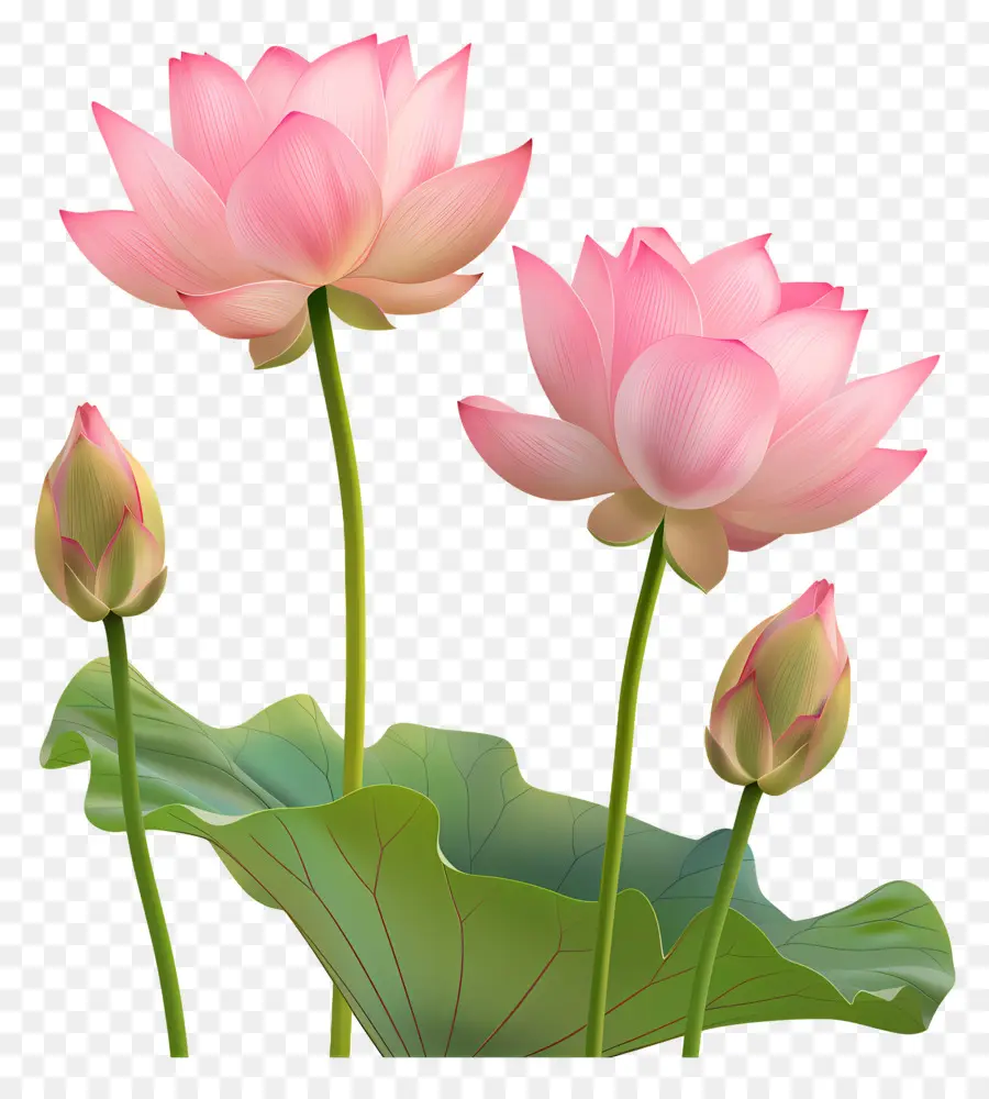 Flores De Lótus Rosa，Lótus Rosa PNG