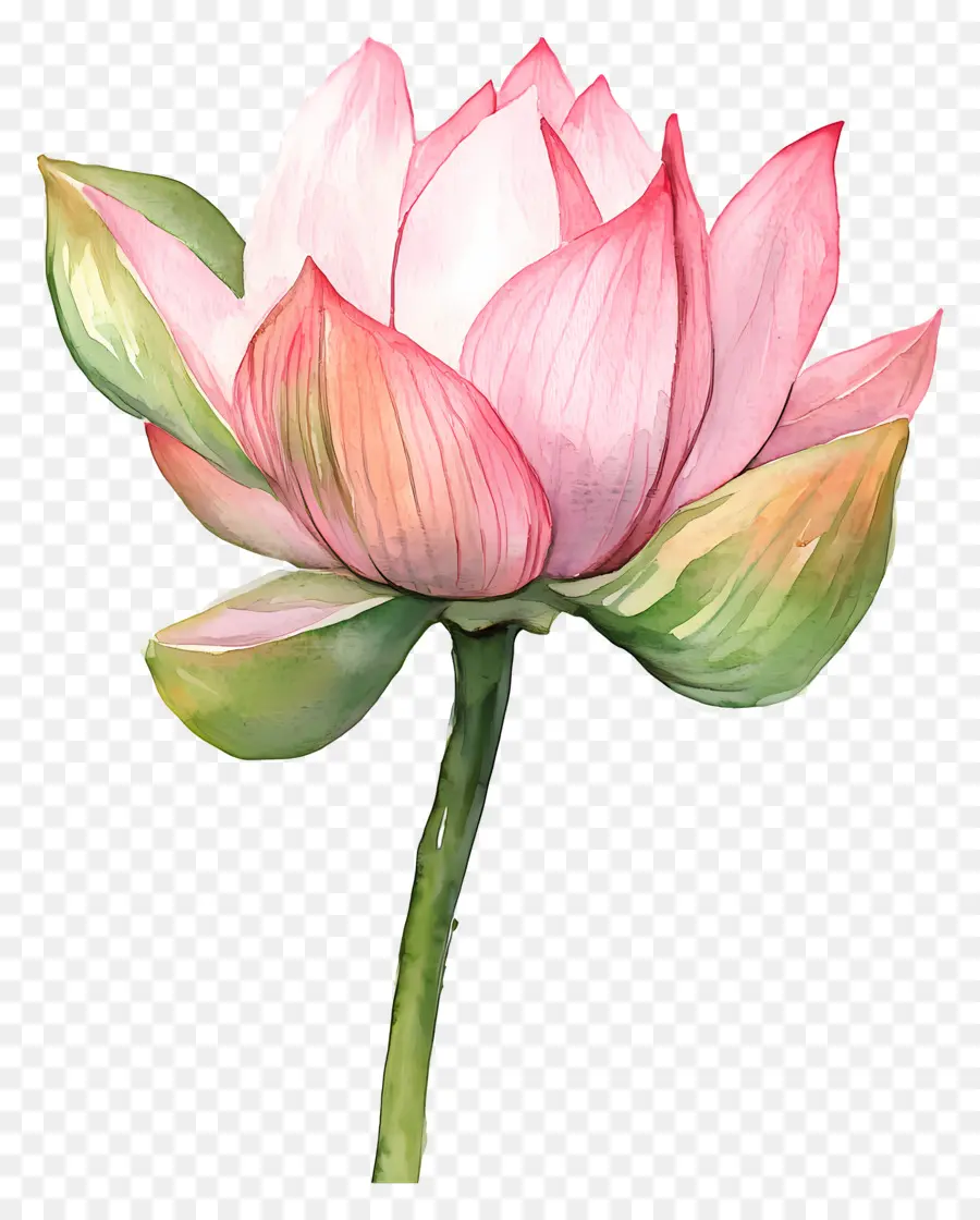 Aquarela Lótus，Flor De Lótus Rosa PNG