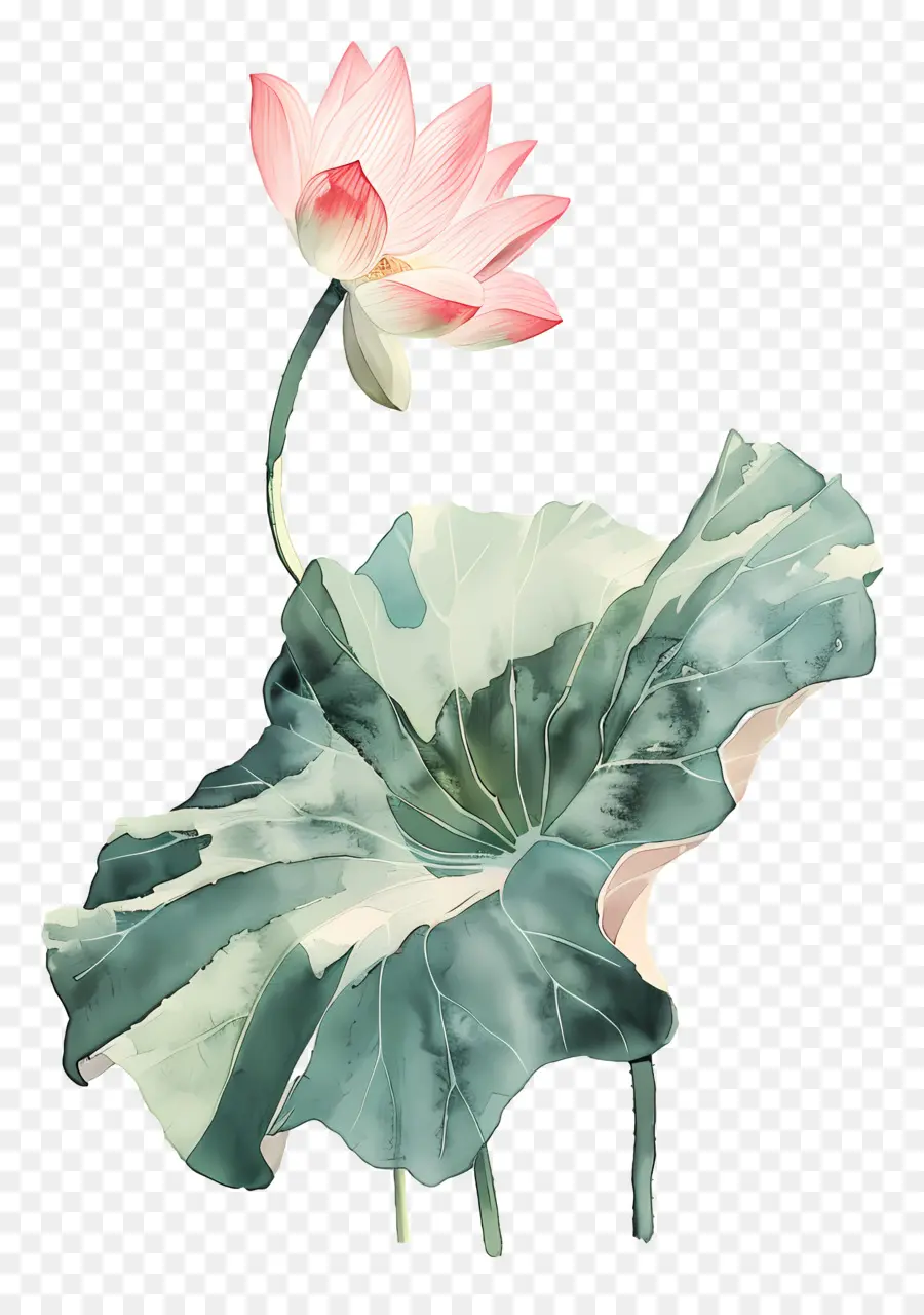 Flores De Lótus Rosa，Flor De Lótus PNG