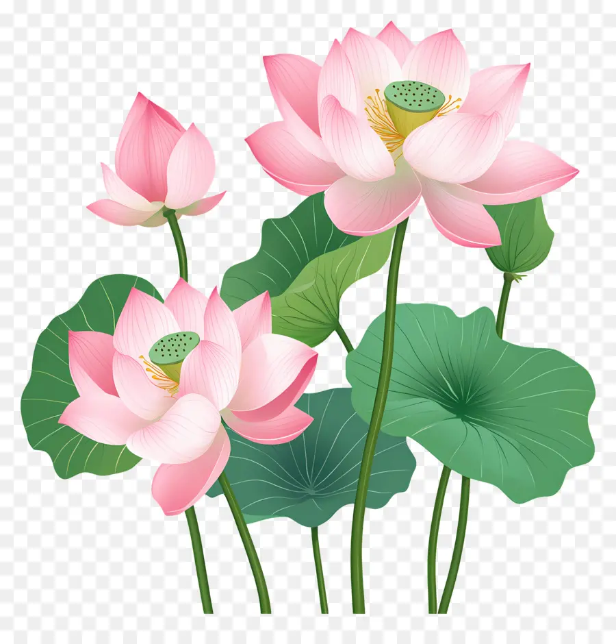 Flores De Lótus Rosa，Lótus Rosa PNG