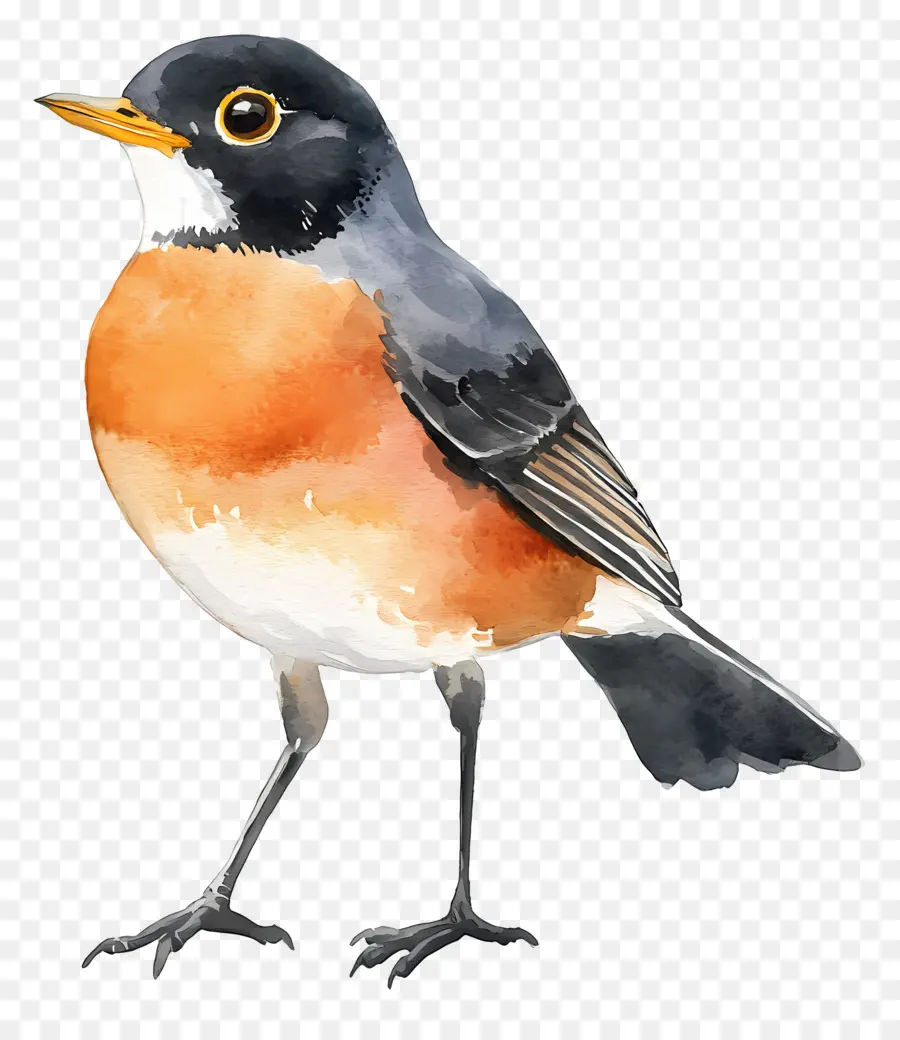 Pássaro Aquarela，Pássaro Laranja E Preto PNG