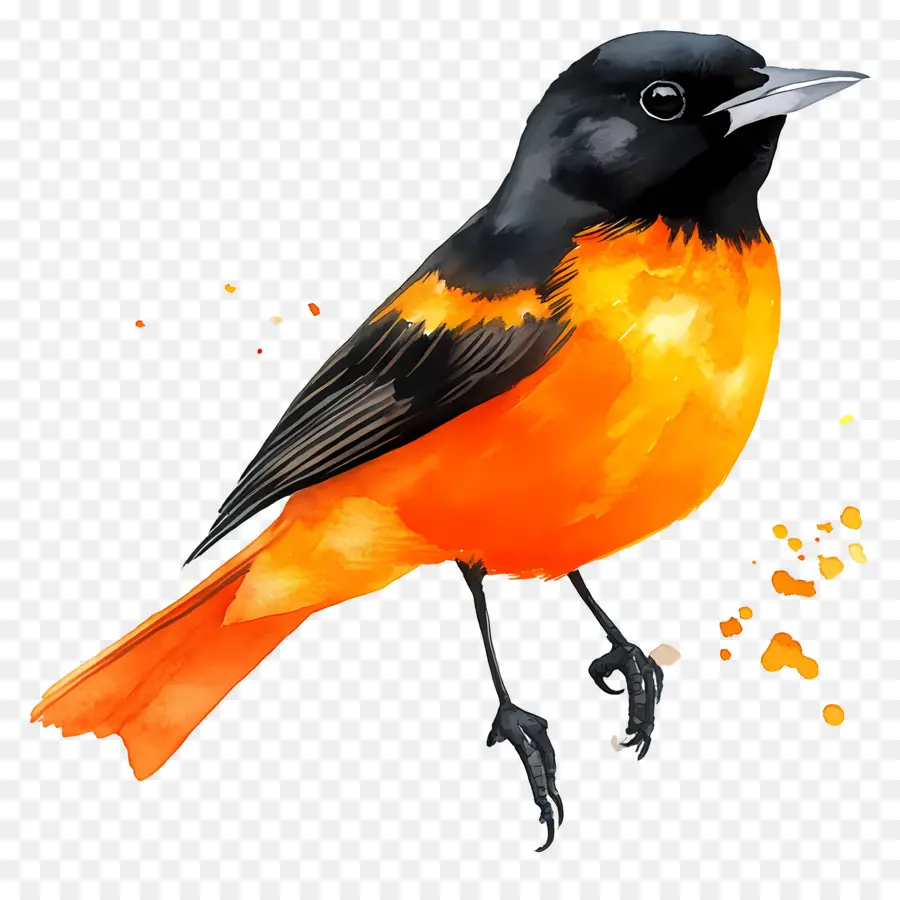 Pássaro Aquarela，Pássaro Laranja E Preto PNG