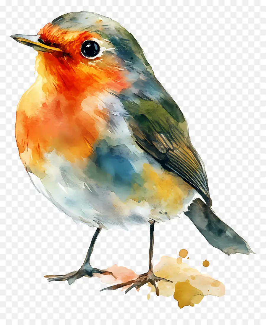 Pássaro Aquarela，Pássaro Colorido PNG