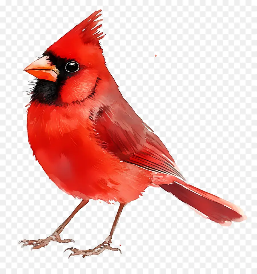 Pássaro Aquarela，Pássaro Vermelho PNG