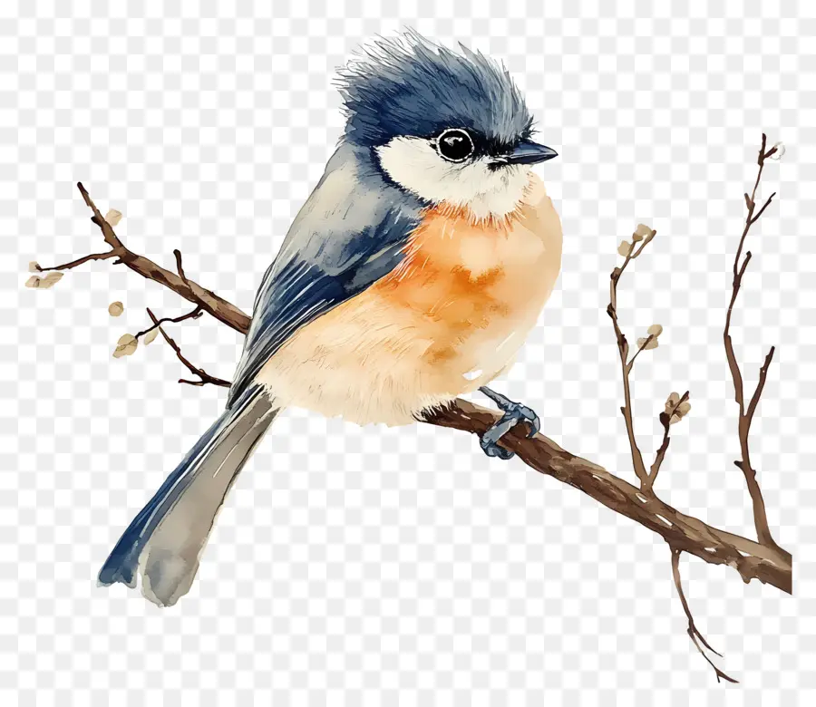 Pássaro Aquarela，Pássaro Azul E Laranja PNG