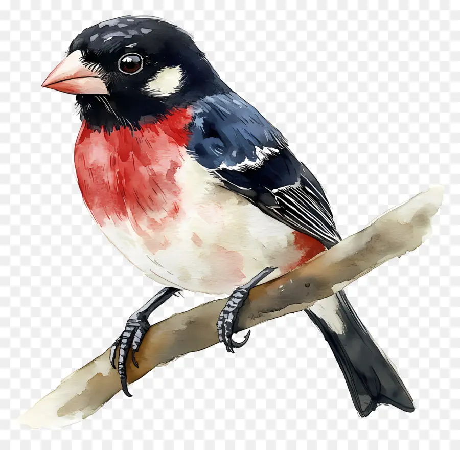 Pássaro Aquarela，Pássaro PNG