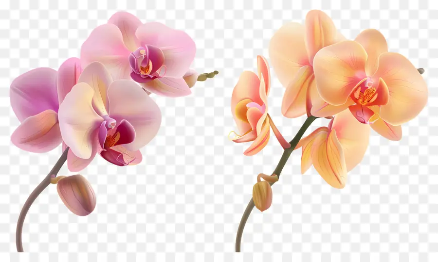 Flor De Orquídea，Flores De Orquídea PNG