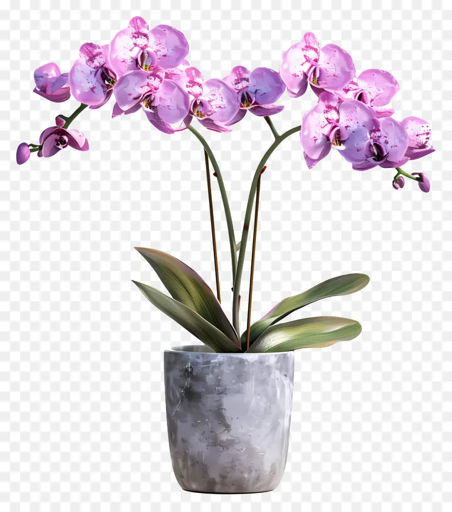 Flores De Orquídea Em Vasos，Orquídea PNG