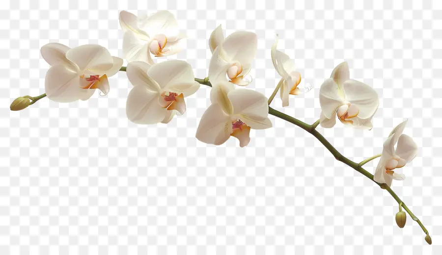 Flores De Orquídea Baunilha，Orquídeas Brancas PNG