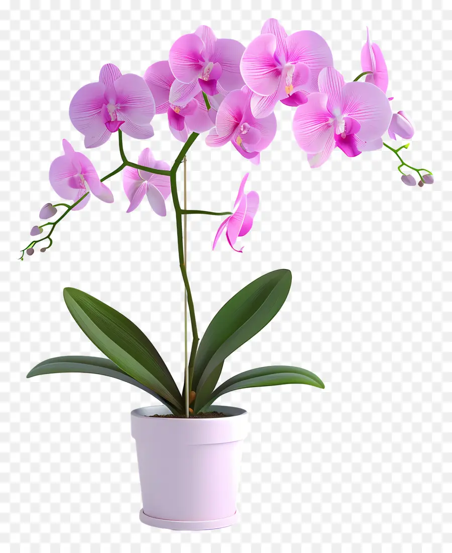 Flores De Orquídea Em Vasos，Orquídea PNG