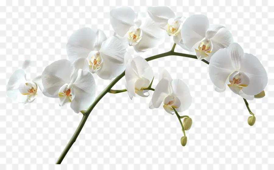 Flor De Orquídea，Flores De Orquídea PNG