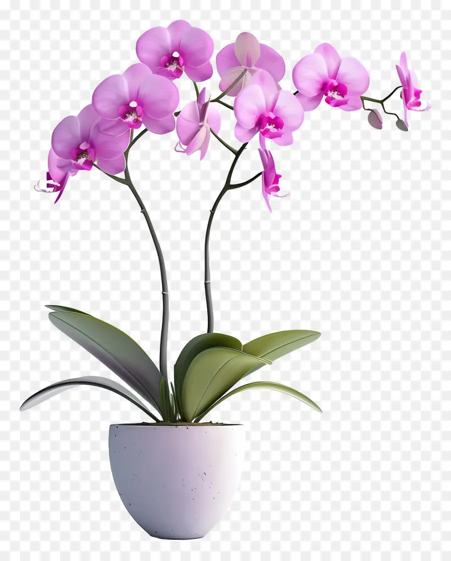 Flores De Orquídea Em Vasos，Orquídea PNG