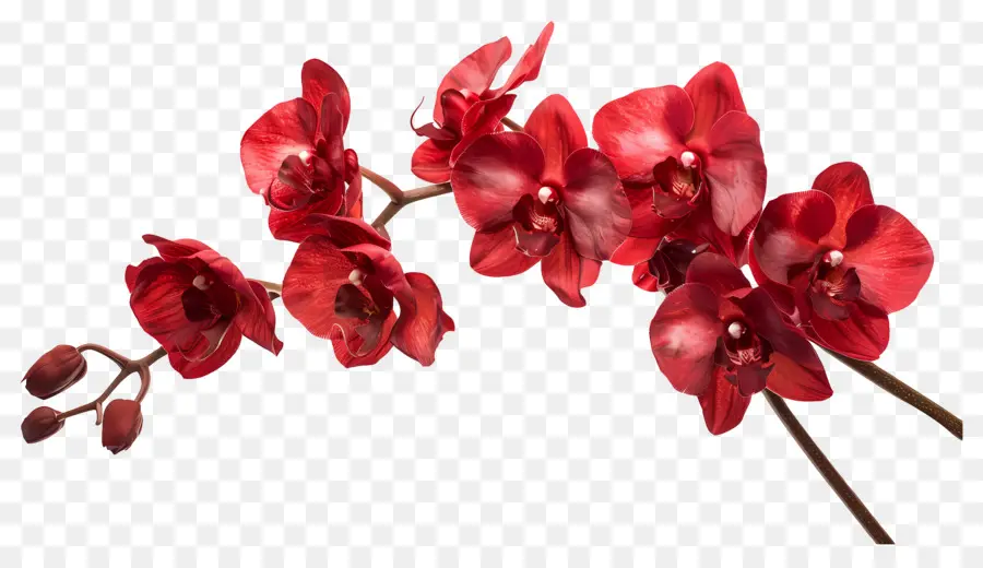 Flor De Orquídea，Orquídeas Vermelhas PNG