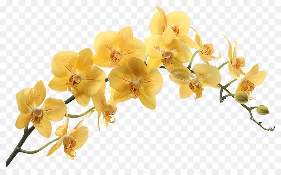 Flor De Orquídea，Orquídeas Amarelas PNG