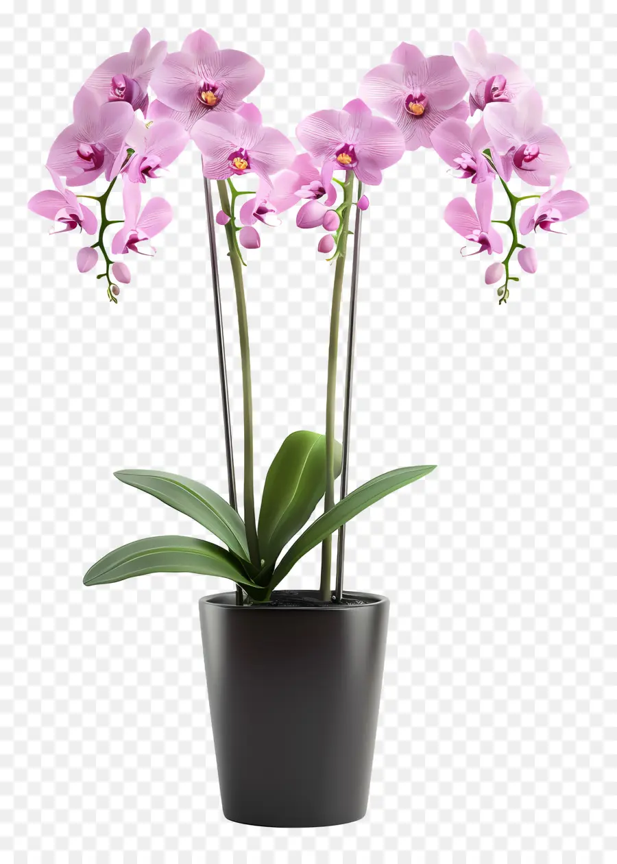 Flores De Orquídea Em Vasos，Orquídea PNG