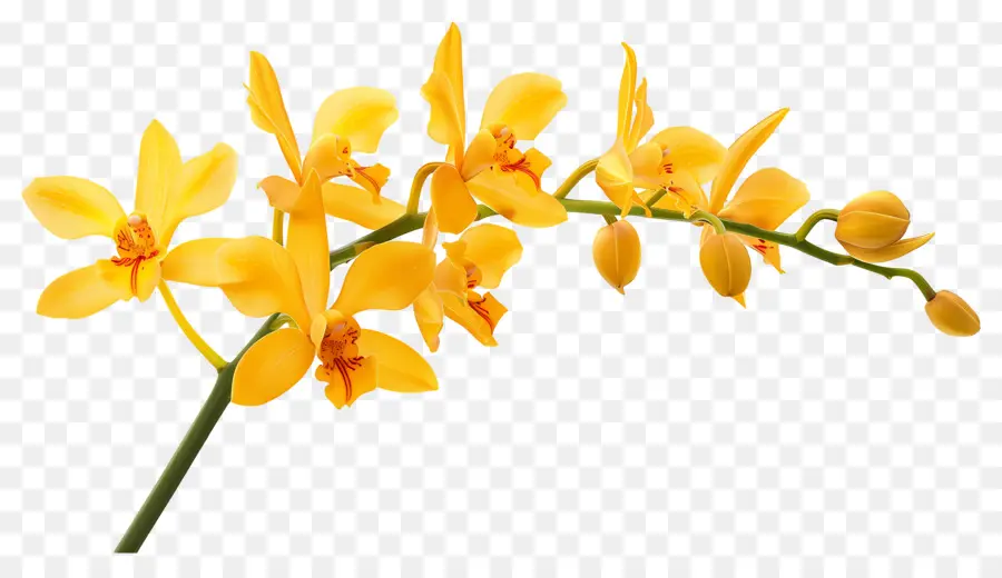 Flor De Orquídea，Orquídeas Amarelas PNG