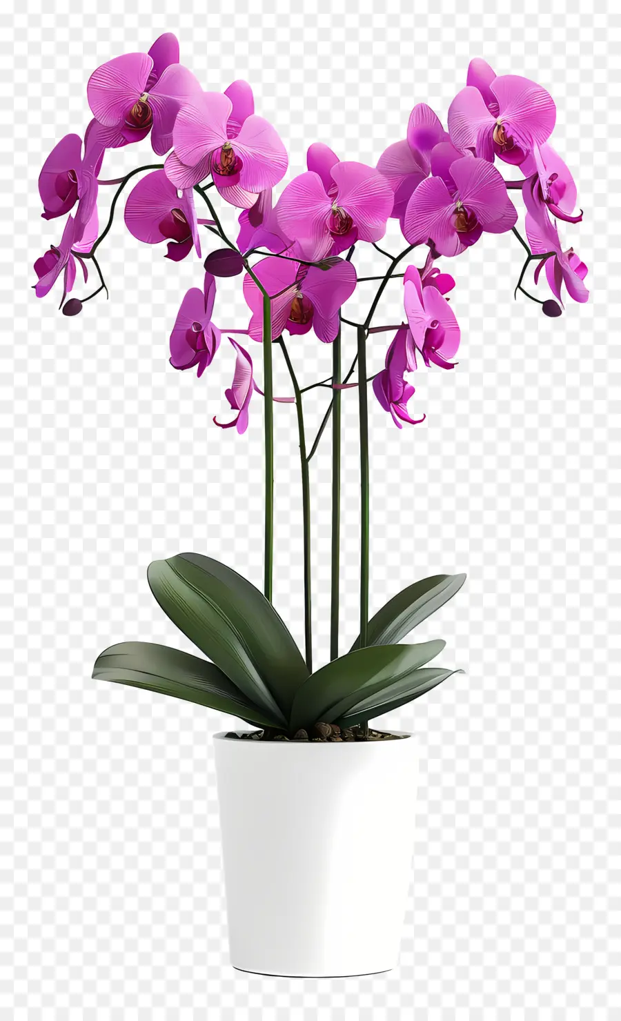 Flores De Orquídea Em Vasos，Orquídea PNG