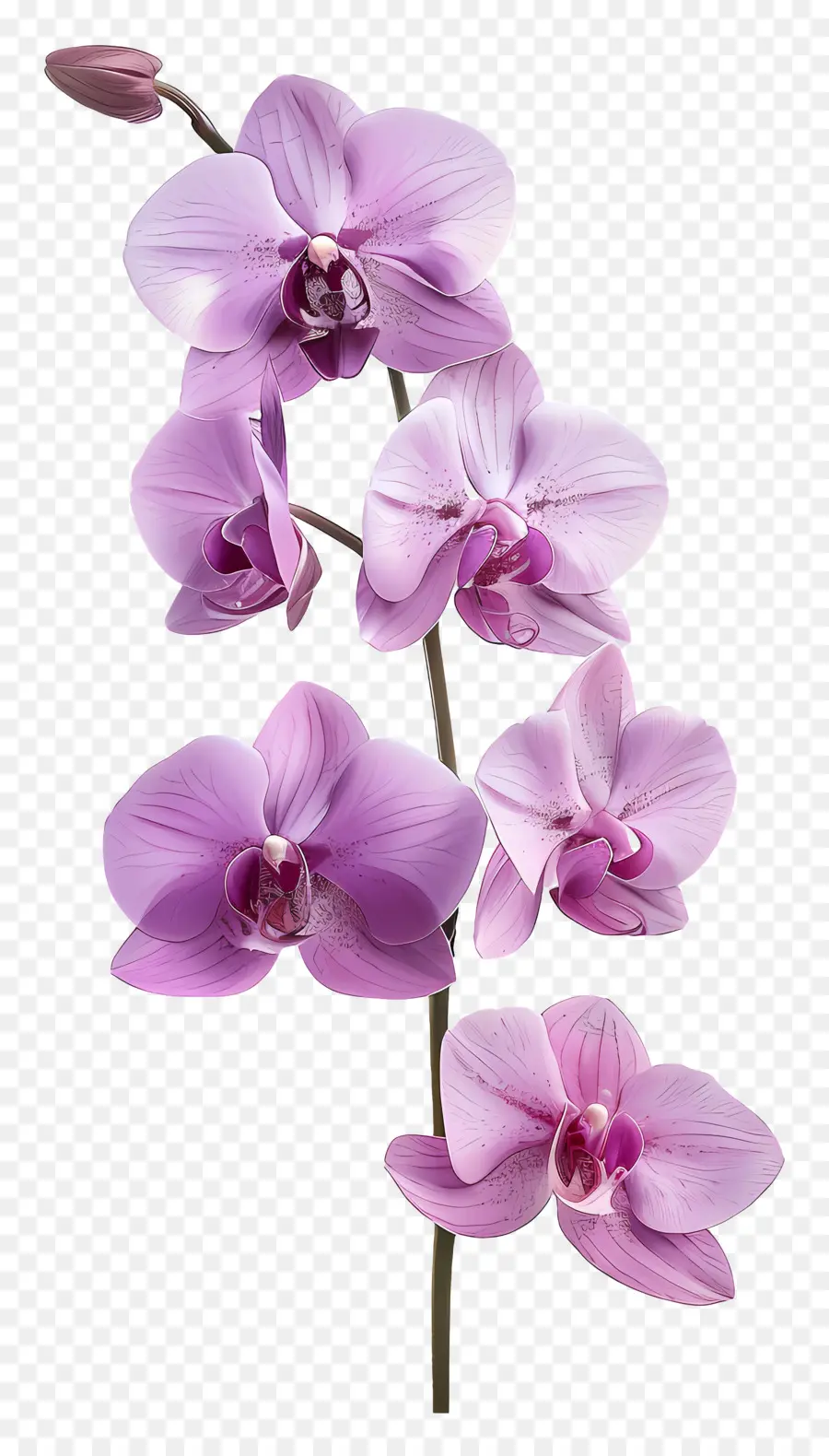 Flor De Orquídea，Orquídeas Vermelhas PNG