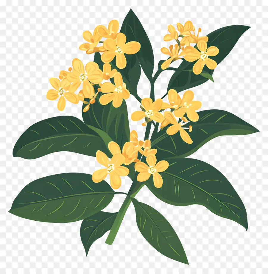 Flor De Osmanthus，Flores Amarelas PNG