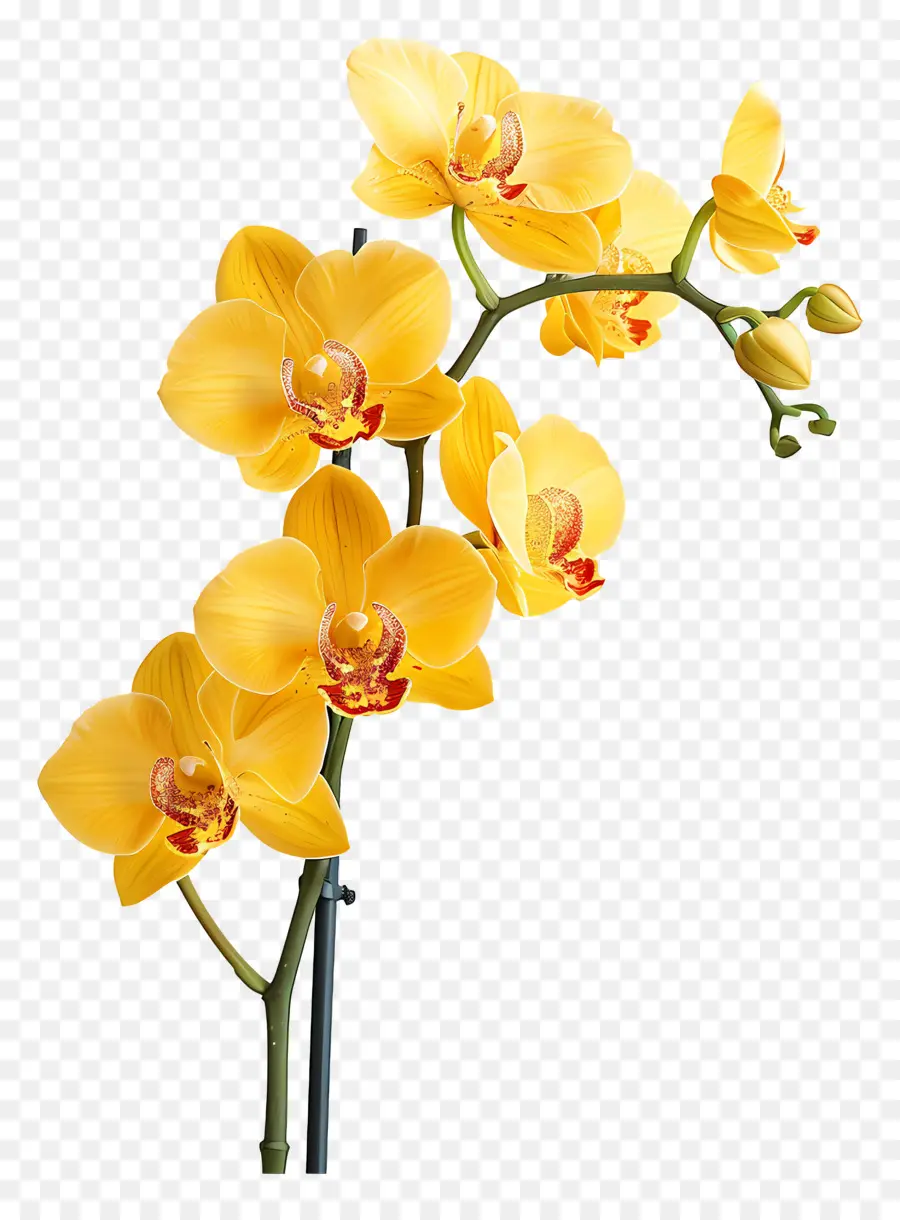 Flor De Orquídea，Orquídeas Amarelas PNG