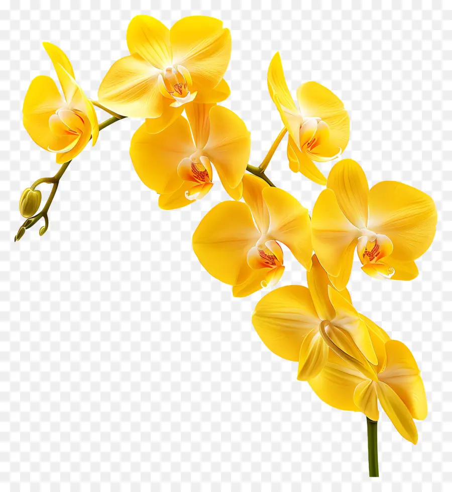 Flor De Orquídea，Orquídeas Amarelas PNG