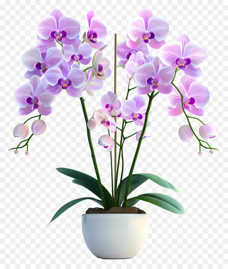 Flores De Orquídea Em Vasos，Orquídea Branca PNG