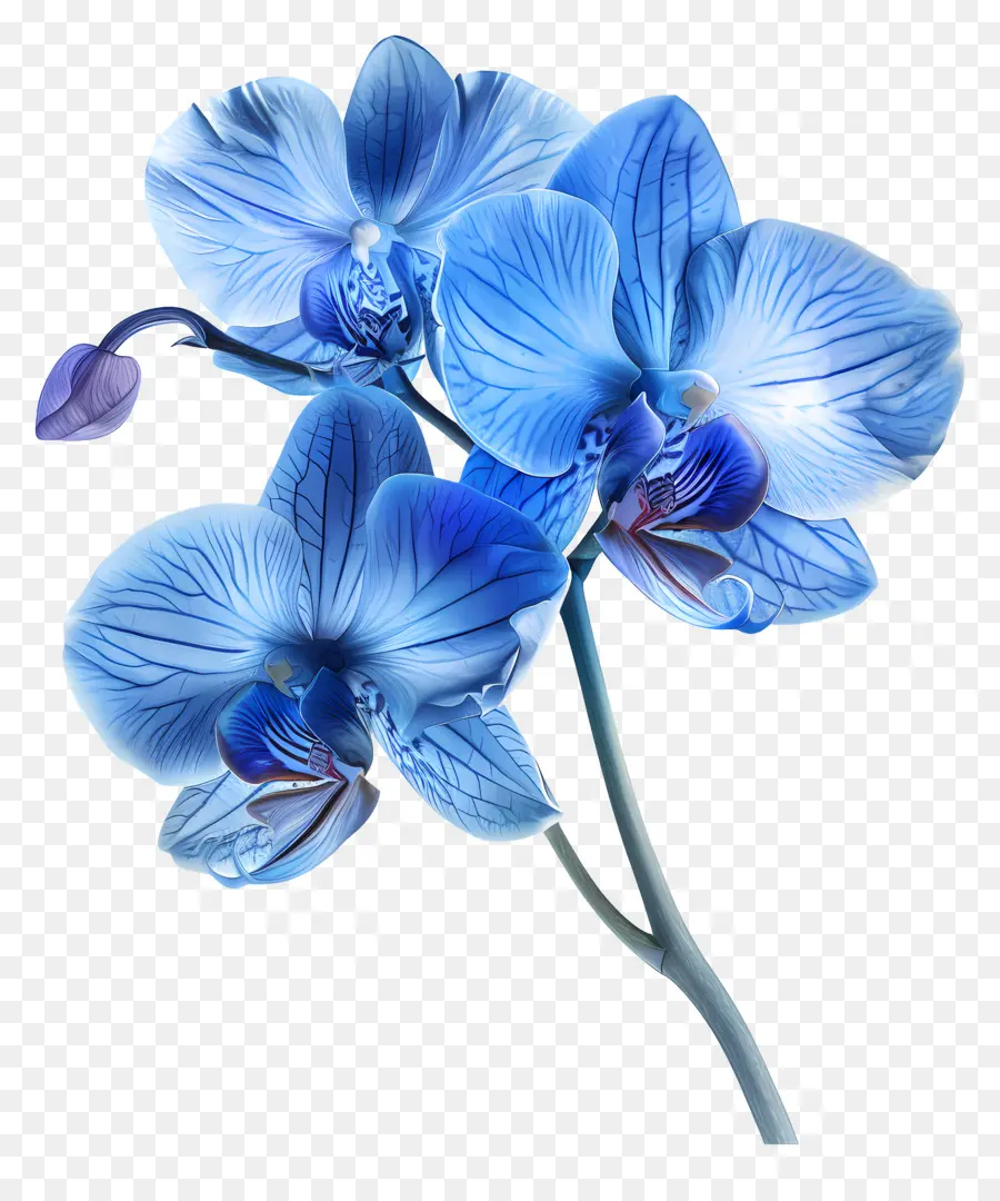 Flor De Orquídea，Orquídea Azul PNG