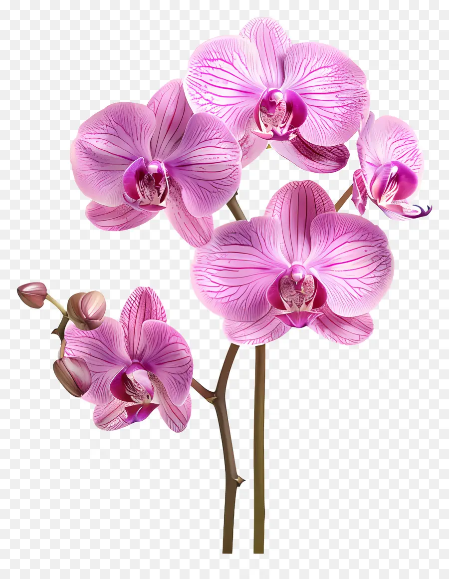 Flor De Orquídea，Orquídea Branca PNG