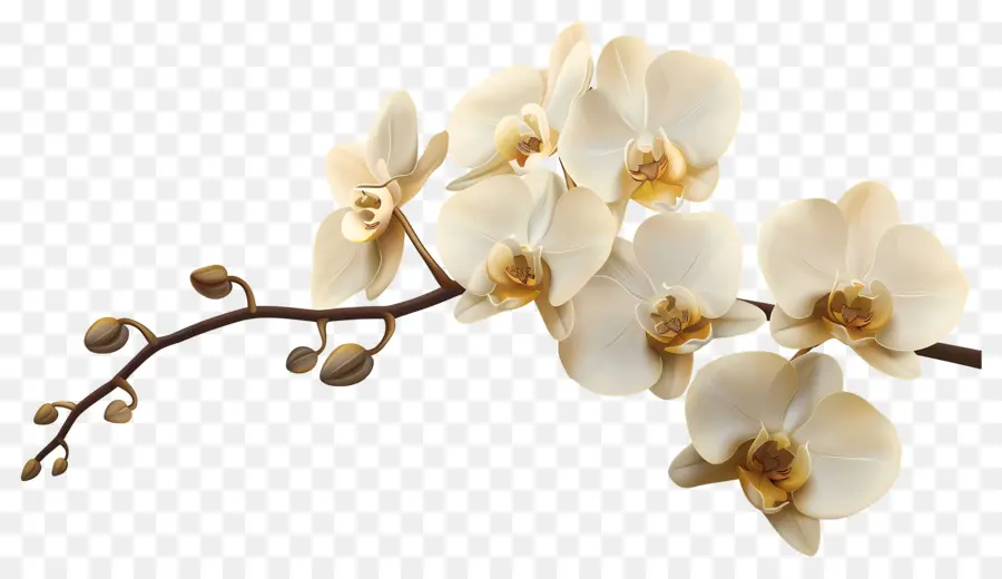 Flores De Orquídea Baunilha，Orquídeas Brancas PNG