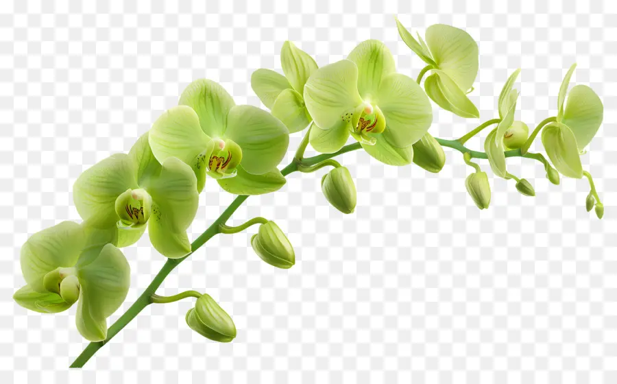 Flor De Orquídea，Orquídea PNG