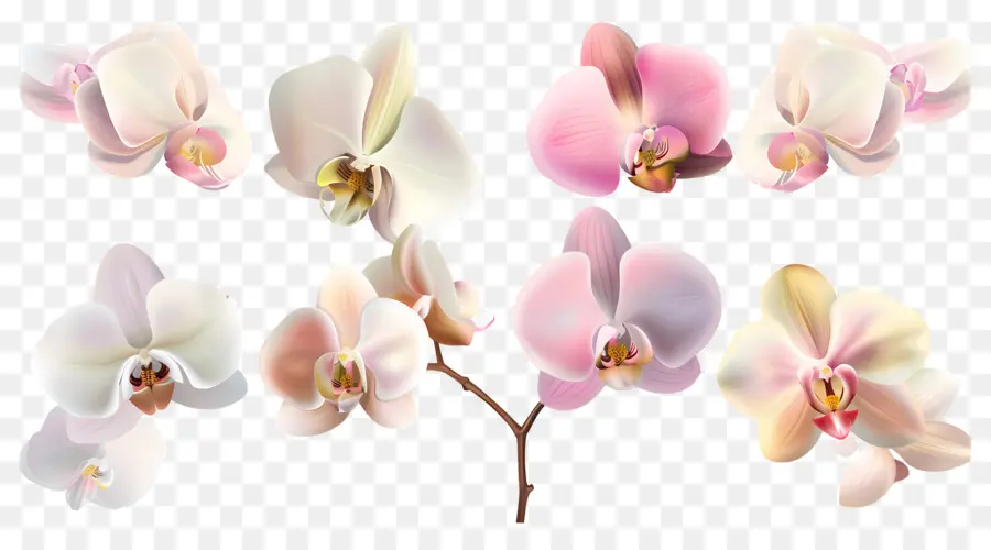 Flor De Orquídea，Flores De Orquídea PNG