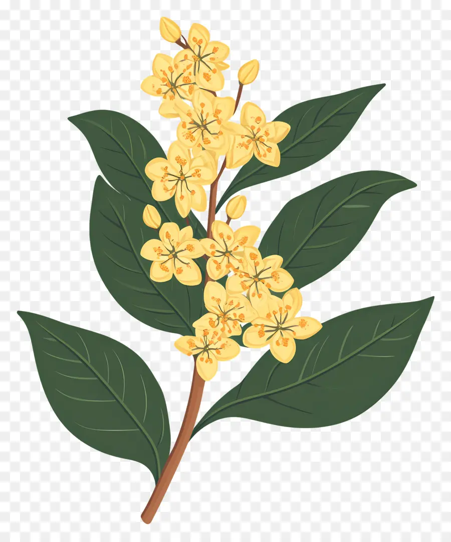 Flor De Osmanthus，Flores Amarelas PNG