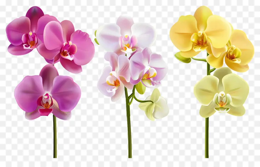 Flor De Orquídea，Flores De Orquídea PNG