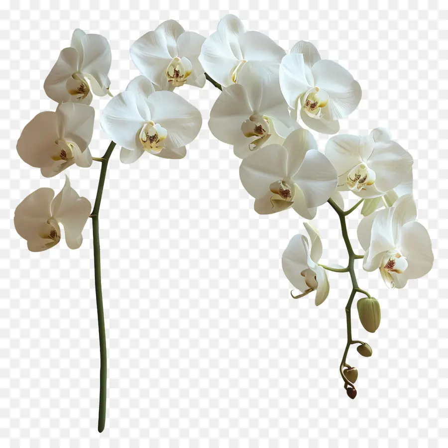 Flor De Orquídea，Orquídea Branca PNG