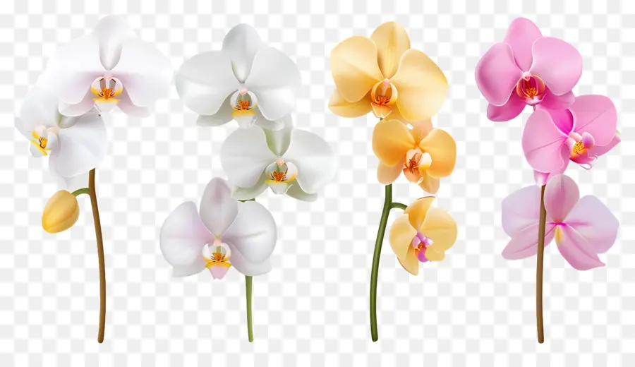 Flor De Orquídea，Flores De Orquídea PNG