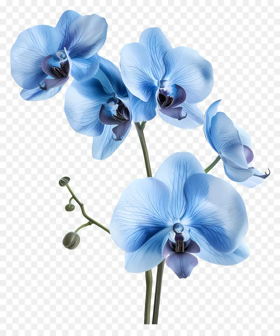 Flor De Orquídea，Orquídea Azul PNG