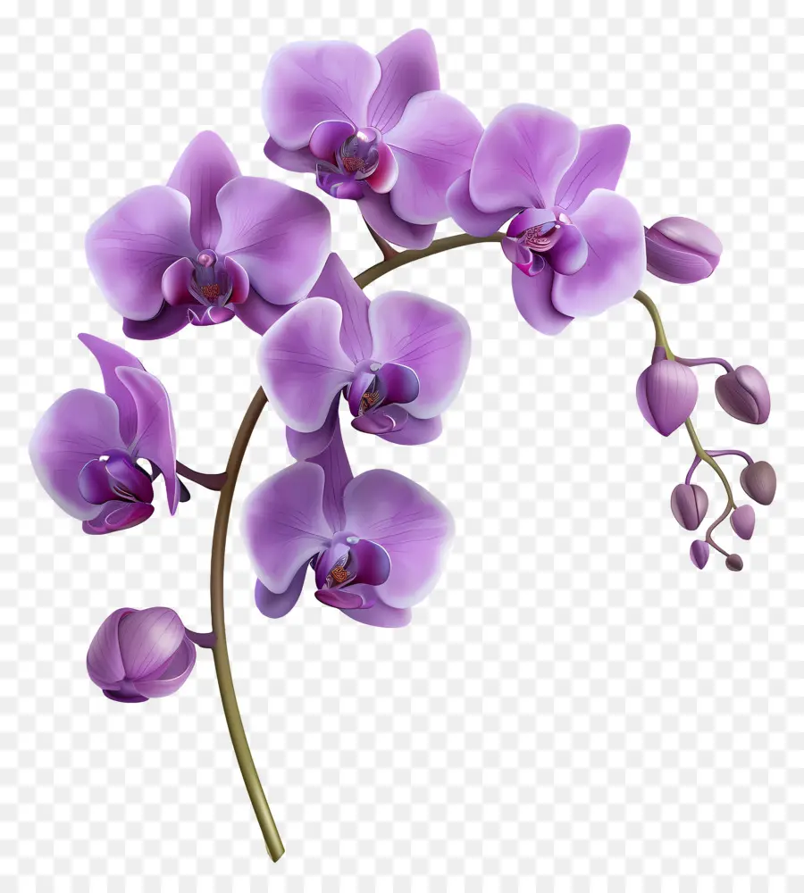 Flor De Orquídea，Orquídea Rosa PNG