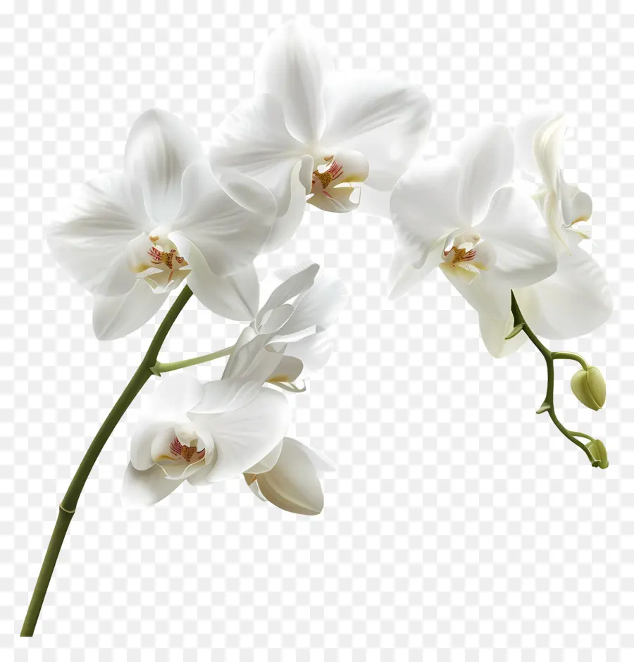 Flor De Orquídea，Orquídeas Brancas PNG