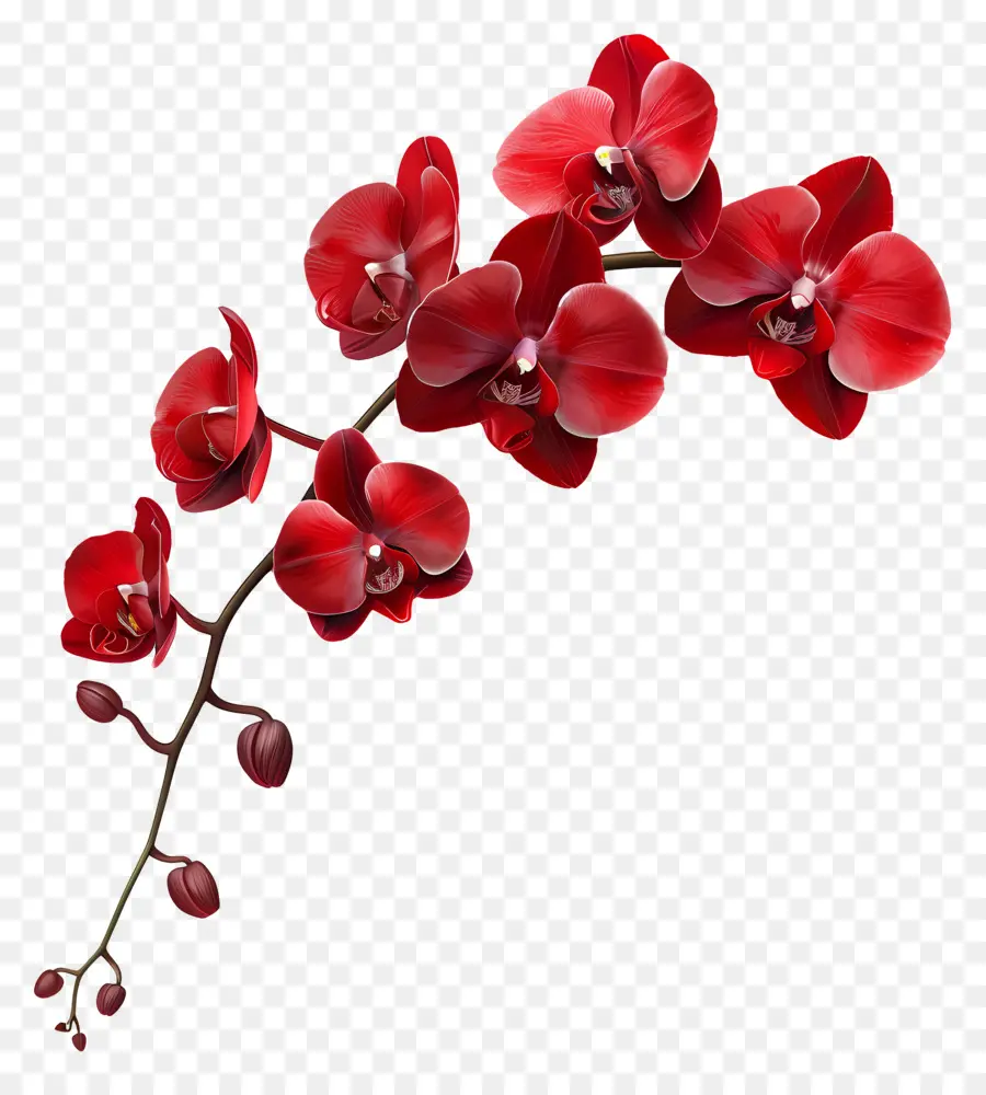 Flor De Orquídea，Orquídea Vermelha PNG