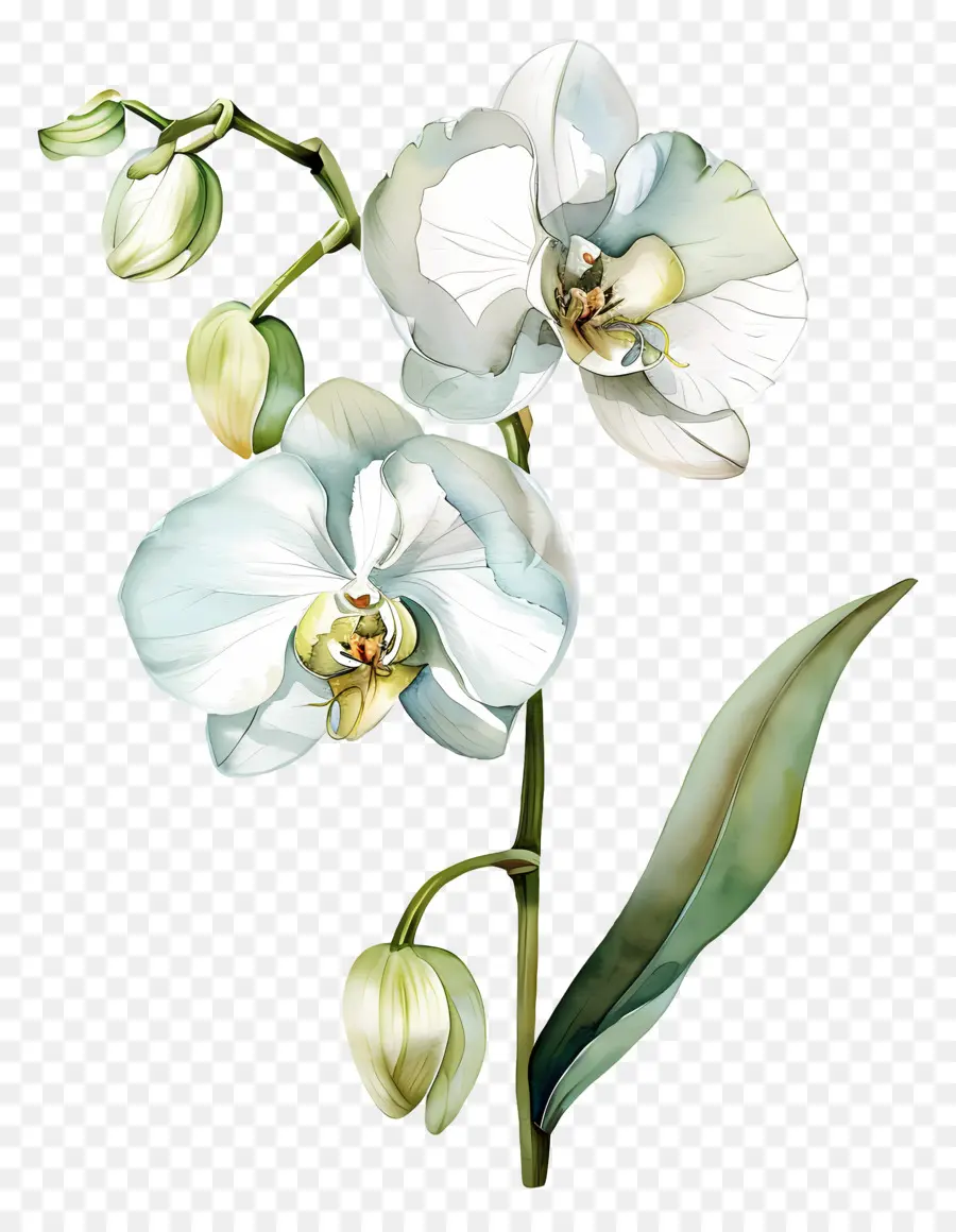 Flor De Orquídea，Orquídea Branca PNG