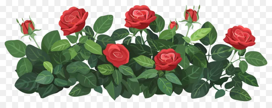 Rosa Bush，Rosas PNG