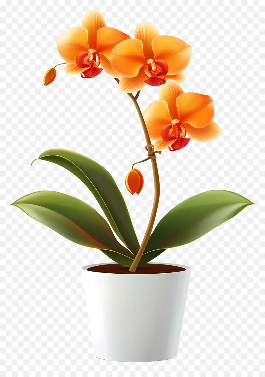 Flor De Orquídea，Orquídea Laranja PNG