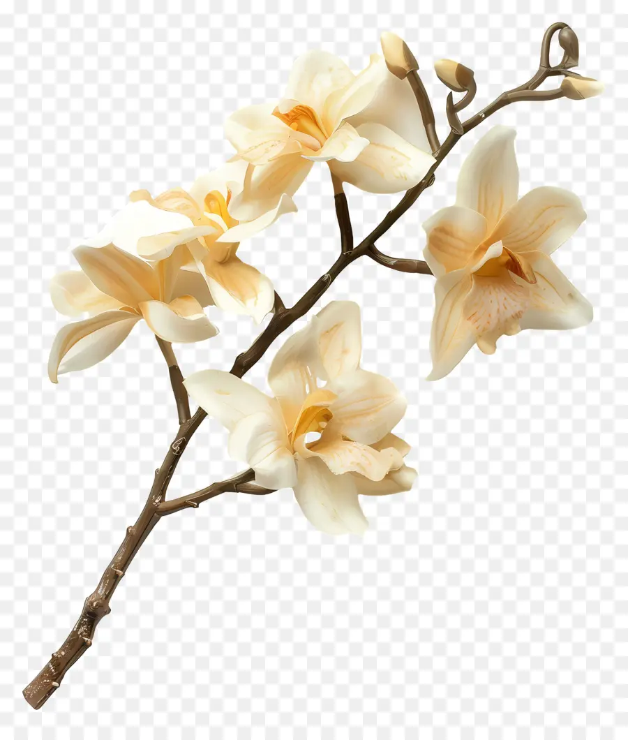 Flores De Orquídea Baunilha，Orquídeas Amarelas PNG