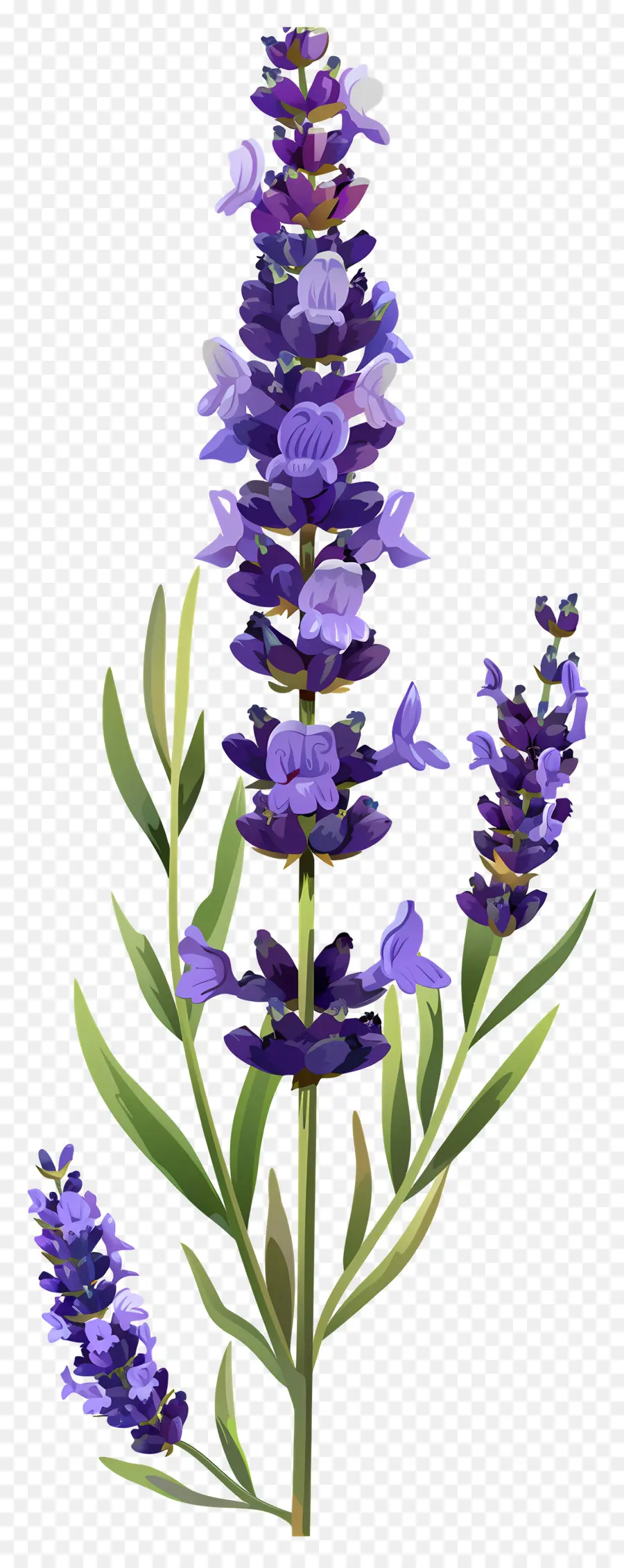 Flor De Lavanda，Lavanda PNG