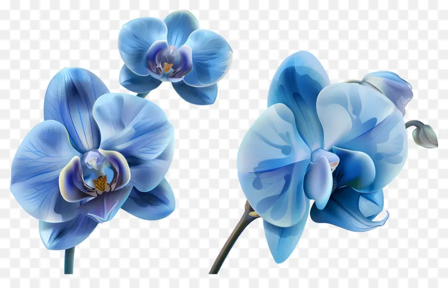 Flor De Orquídea，Orquídea Azul PNG