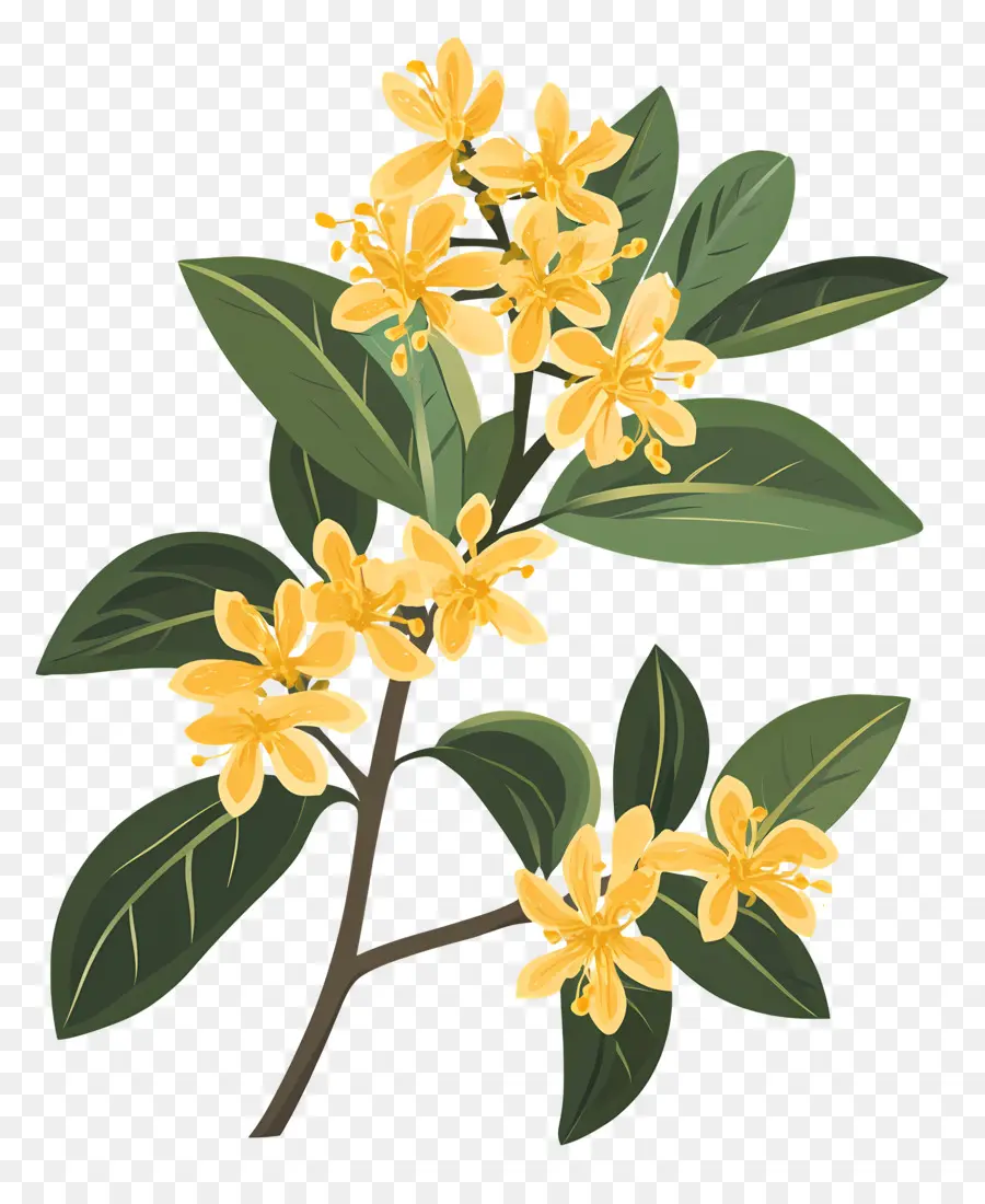 Flor De Osmanthus，Ramo De Flor PNG