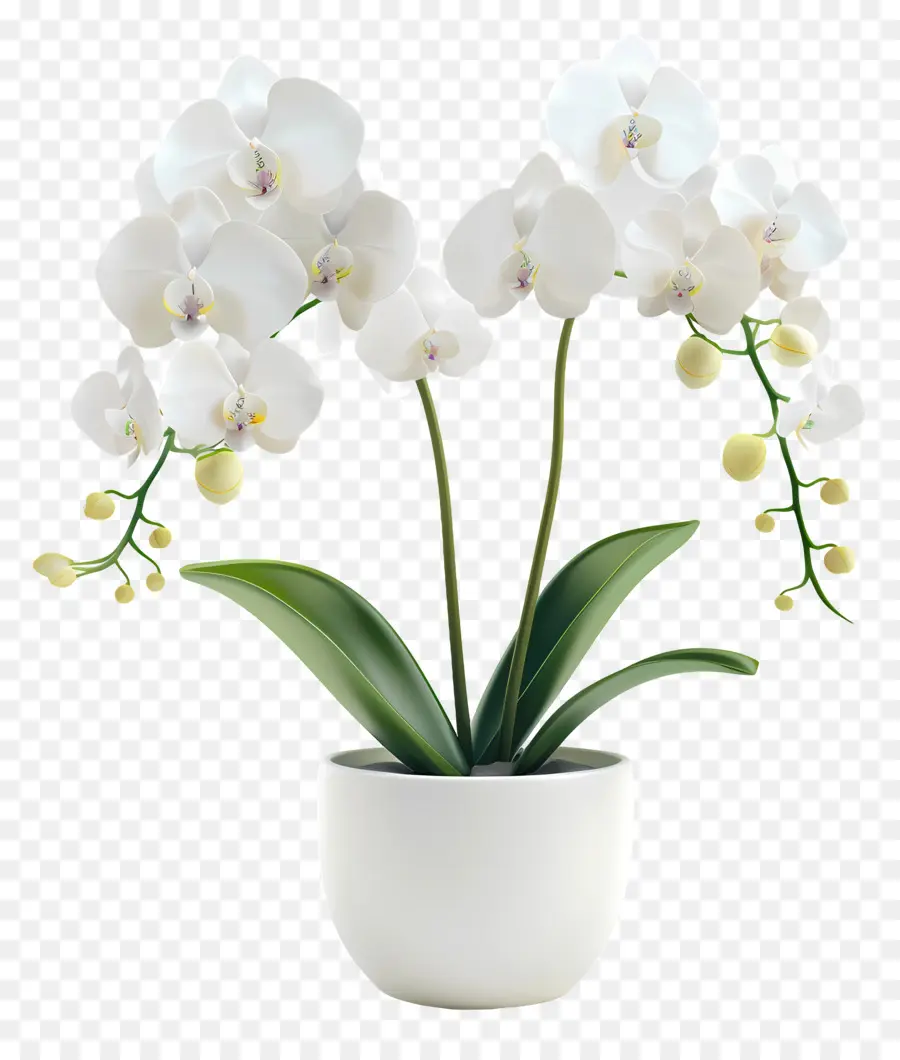 Flores De Orquídea Em Vasos，Orquídea Branca PNG