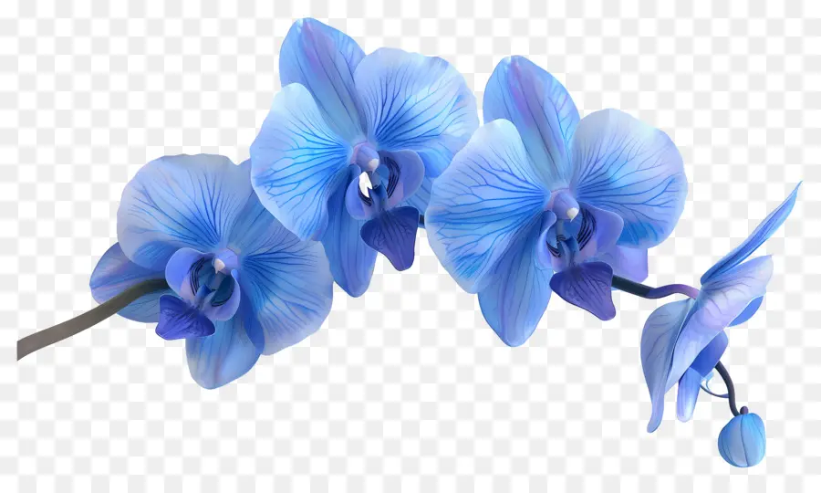 Flor De Orquídea，Orquídea Azul PNG