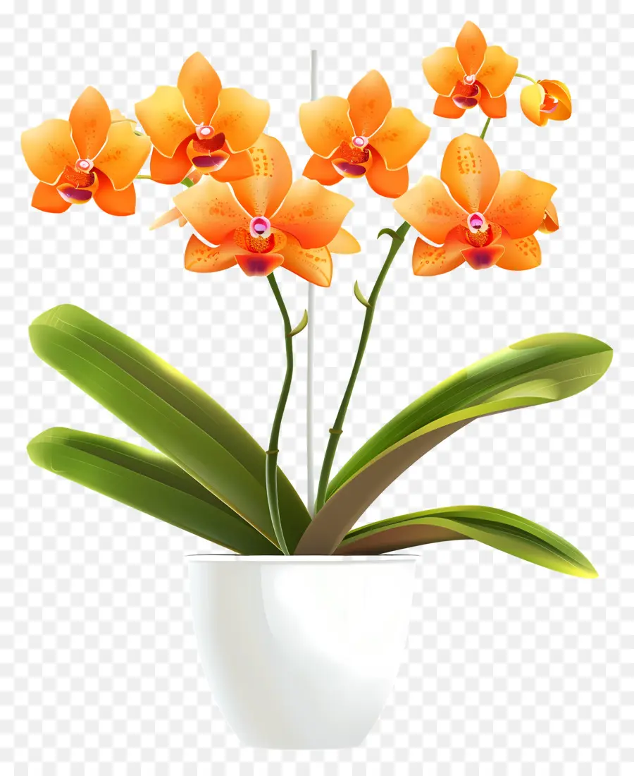 Flor De Orquídea，Orquídea Laranja PNG