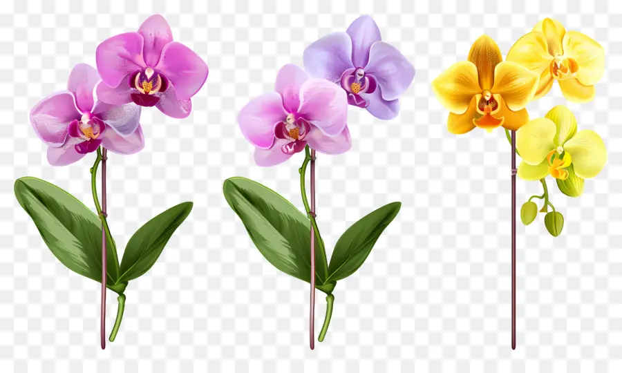 Flor De Orquídea，Flores De Orquídea PNG